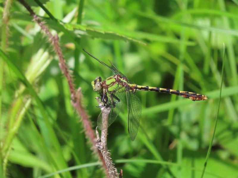 Photo of Sioux Snaketail