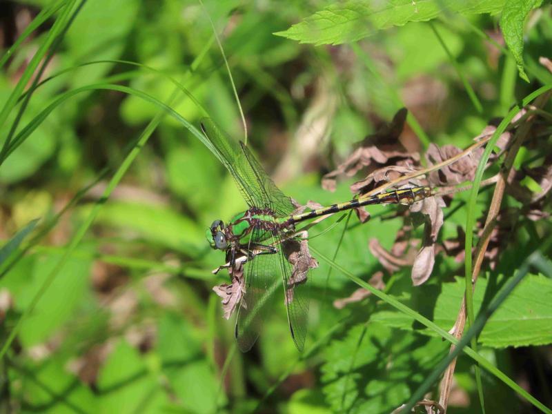 Photo of Sioux Snaketail