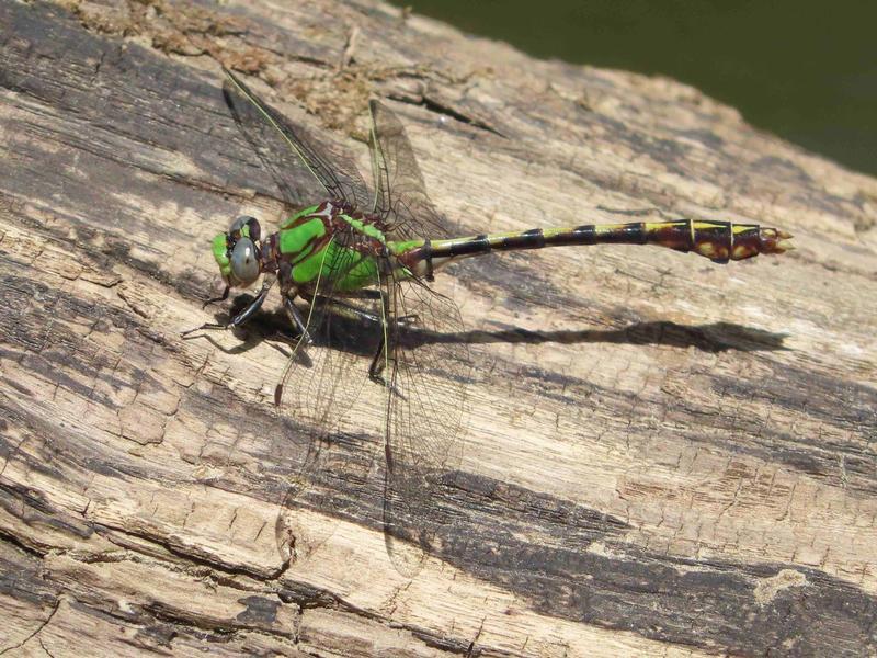 Photo of Sioux Snaketail