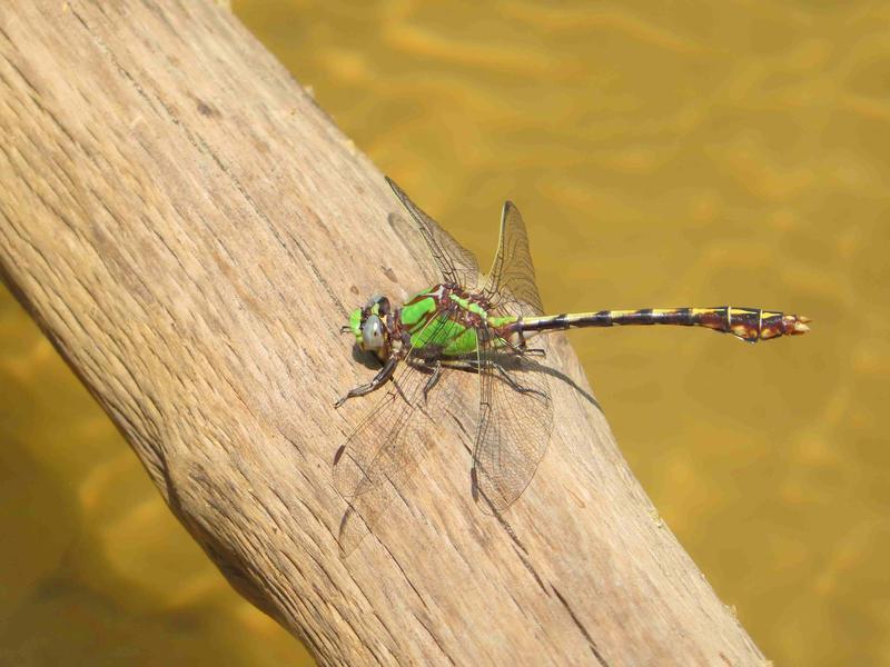 Photo of Sioux Snaketail