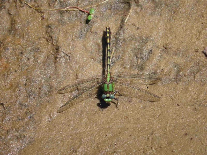 Photo of Sioux Snaketail