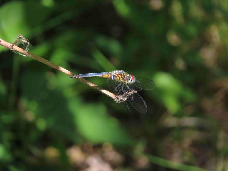 Photo of Blue Dasher