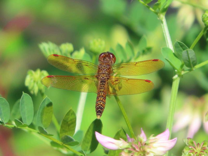 Photo of Eastern Amberwing