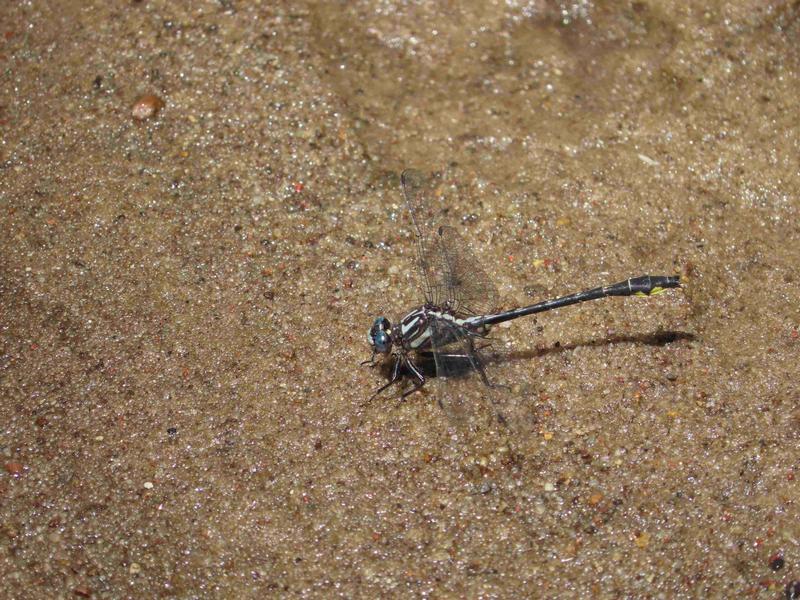 Photo of Rapids Clubtail