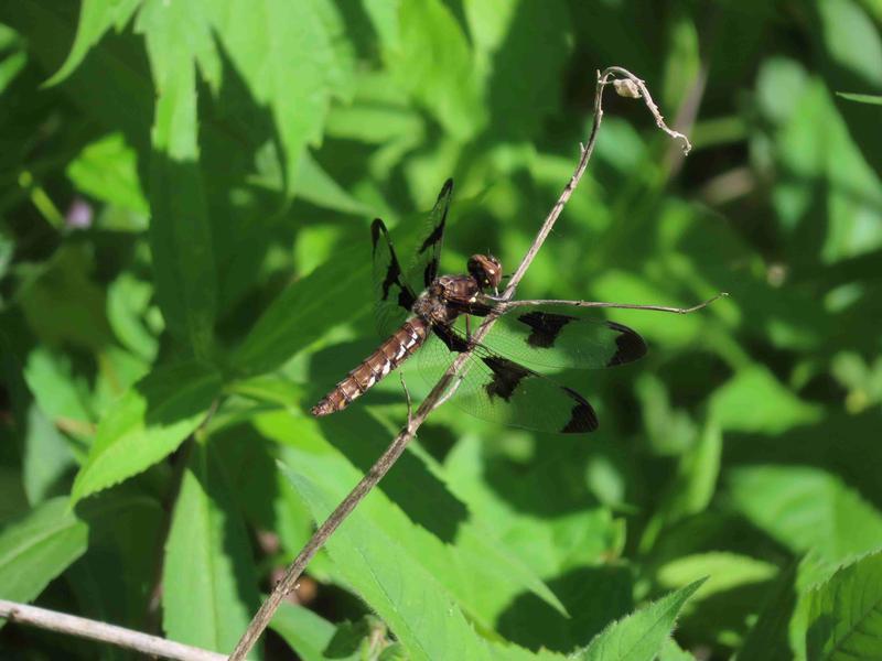 Photo of Common Whitetail