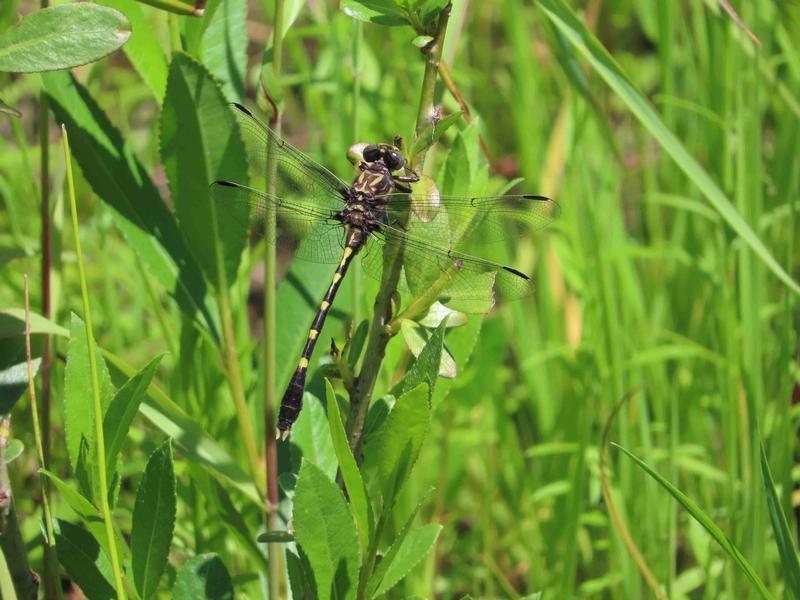 Photo of Common Sanddragon