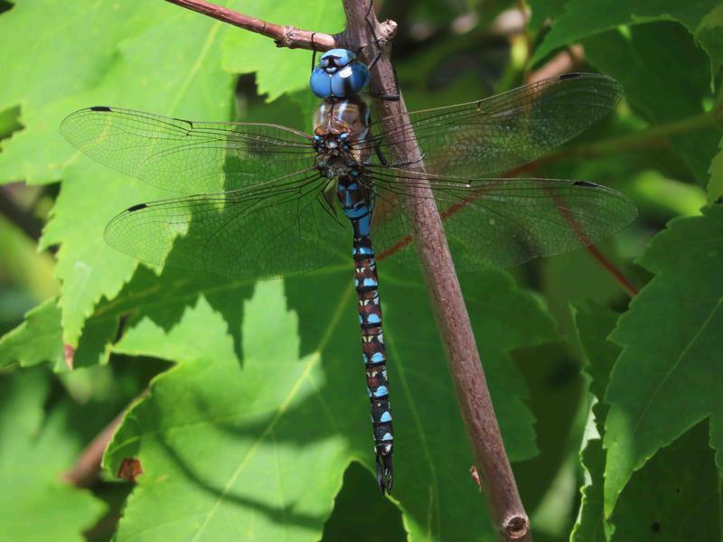 Photo of Blue-eyed Darner