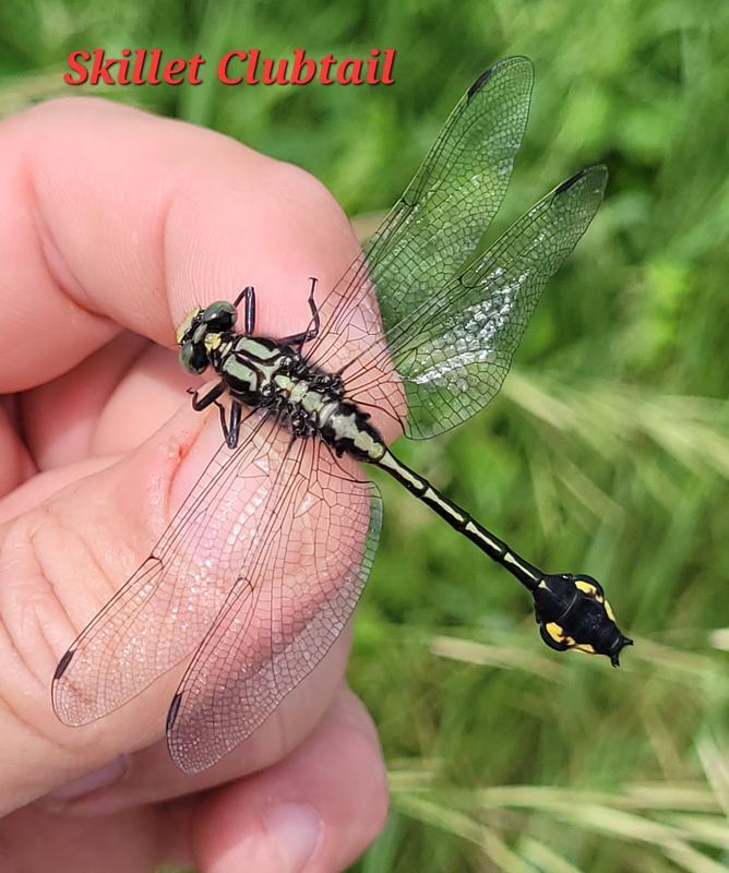 Photo of Skillet Clubtail