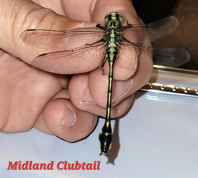 Photo of Midland Clubtail