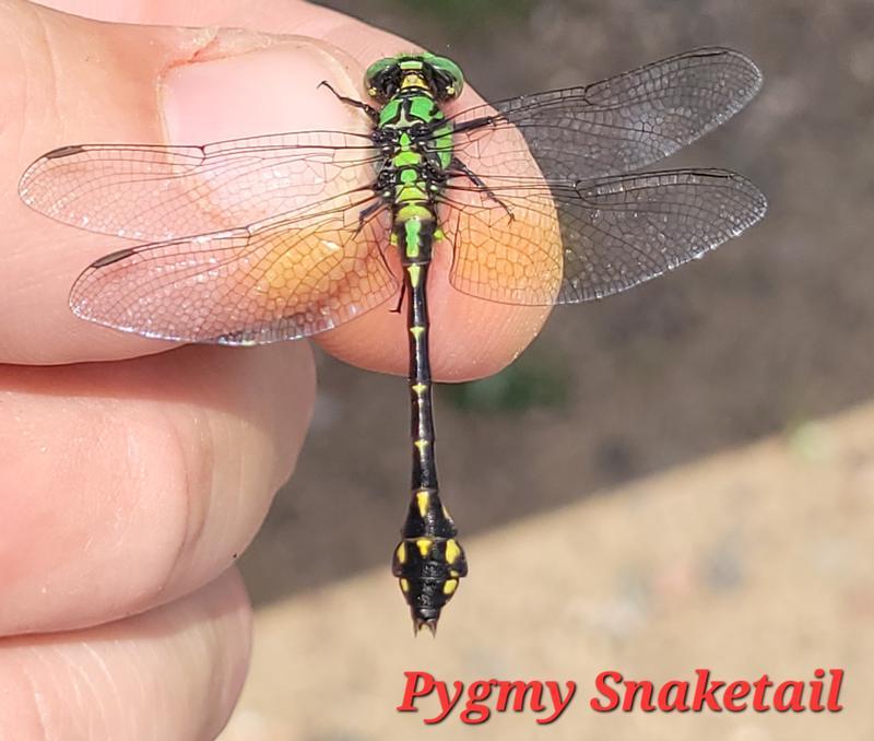 Photo of Pygmy Snaketail