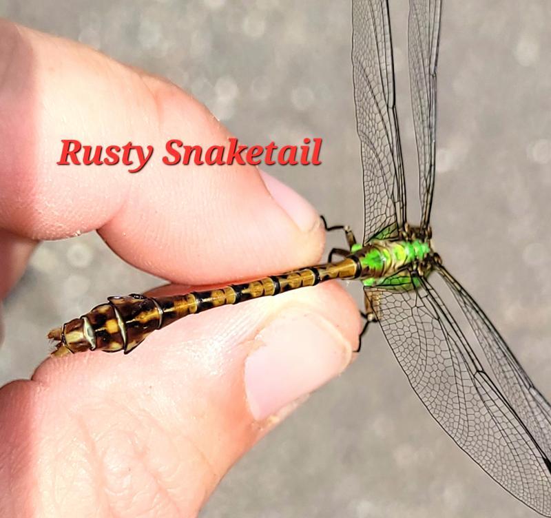 Photo of Rusty Snaketail