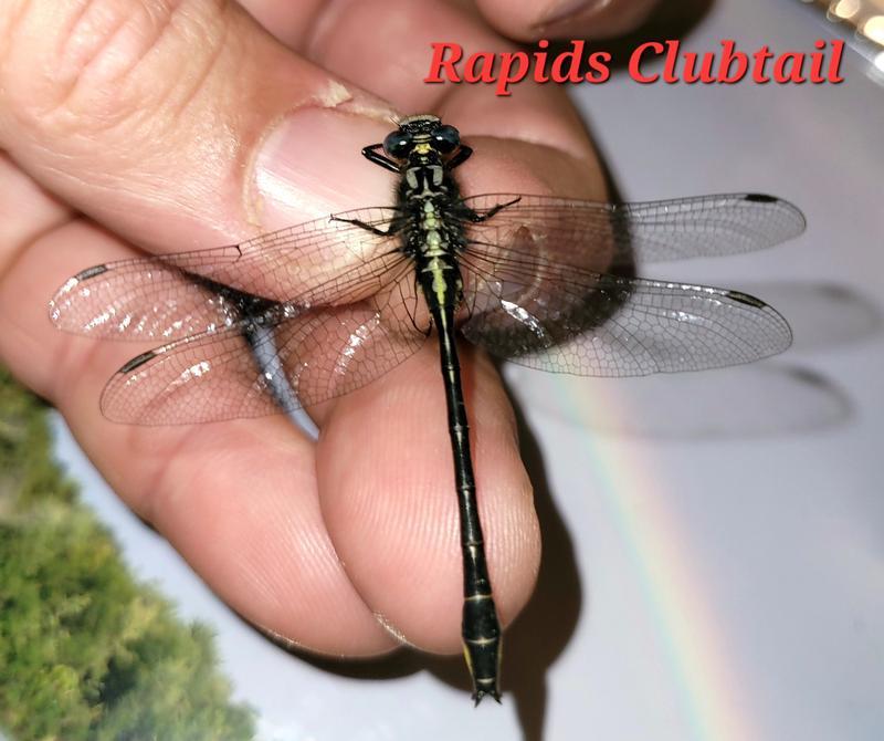 Photo of Rapids Clubtail