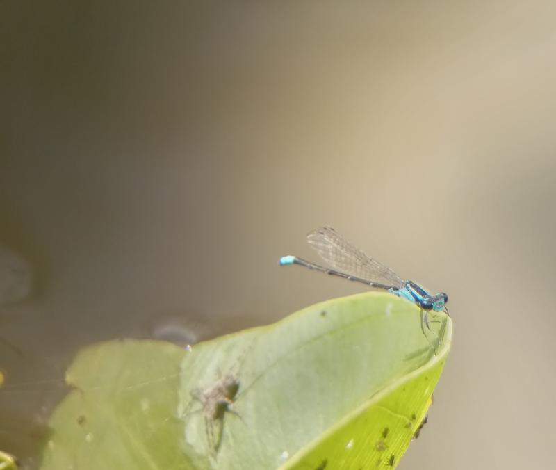 Photo of Skimming Bluet