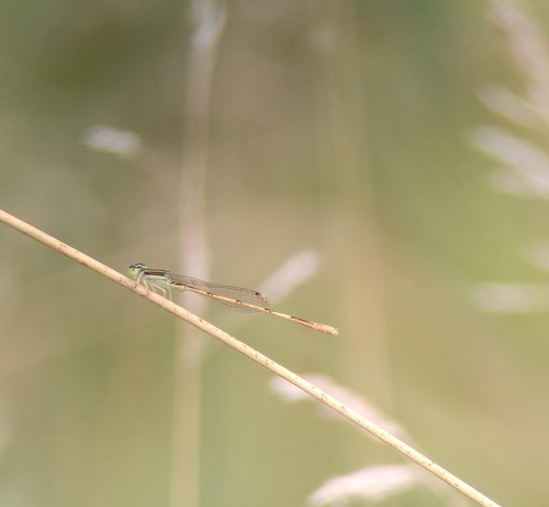 Photo of Citrine Forktail