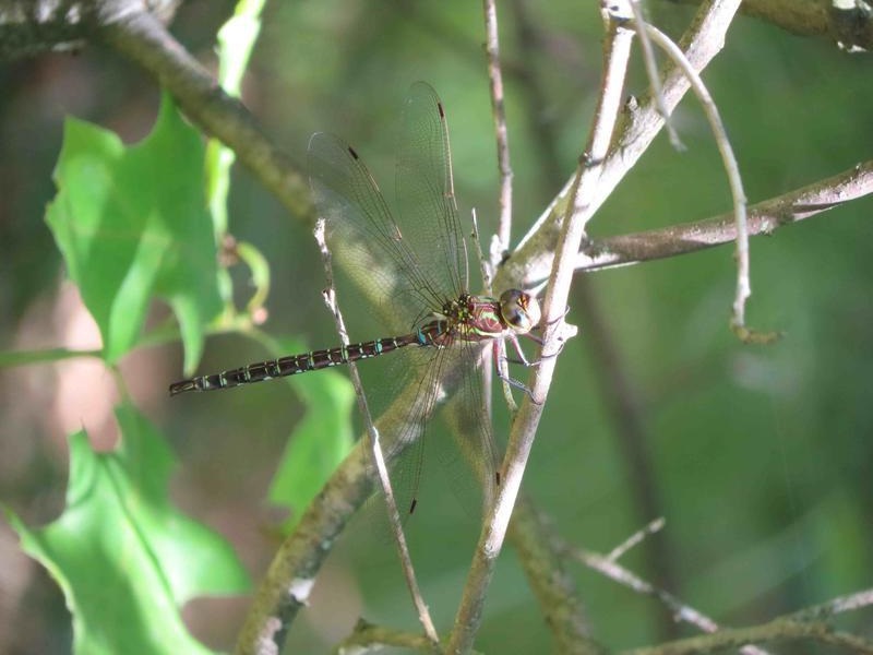 Photo of Shadow Darner