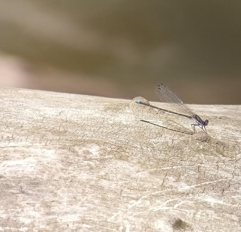 Photo of Blue-tipped Dancer