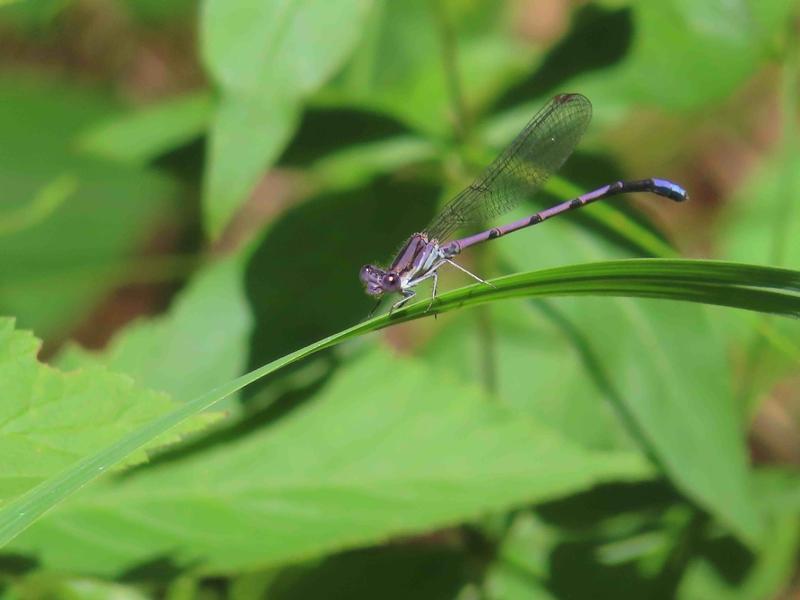 Photo of Variable Dancer (Violet Dancer ssp.)