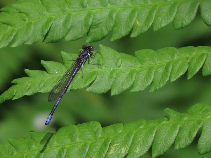 Photo of Variable Dancer (Violet Dancer ssp.)