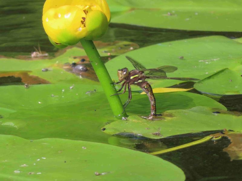 Photo of Springtime Darner