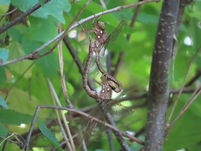 Photo of Fawn Darner