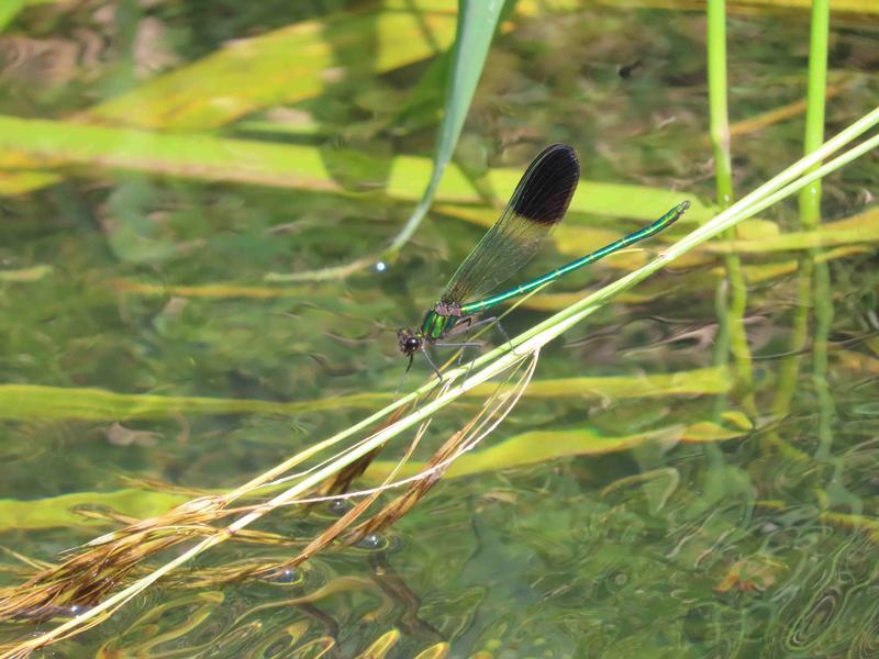 Photo of River Jewelwing