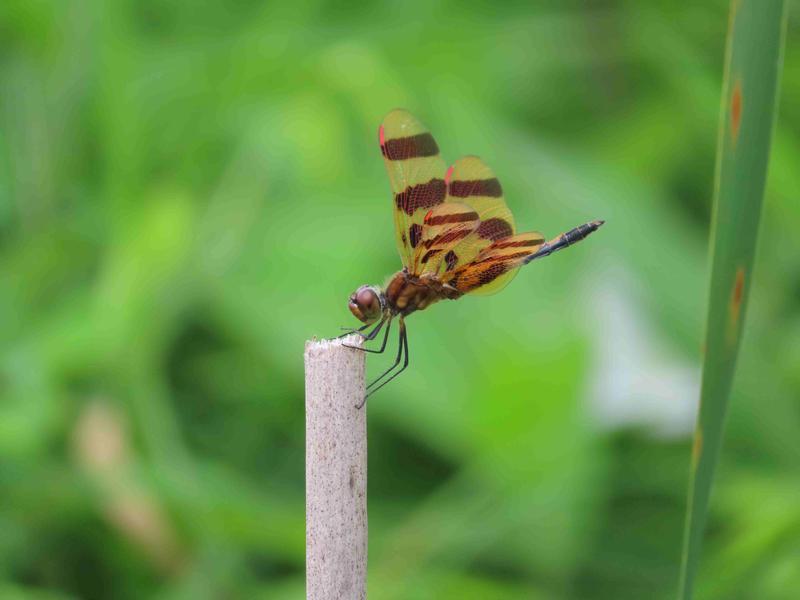 Photo of Halloween Pennant