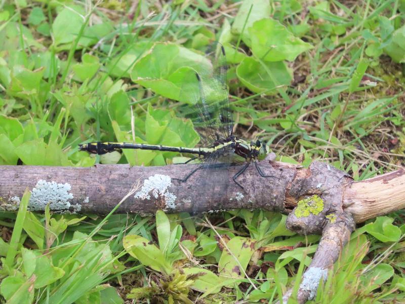 Photo of Black-shouldered Spinyleg