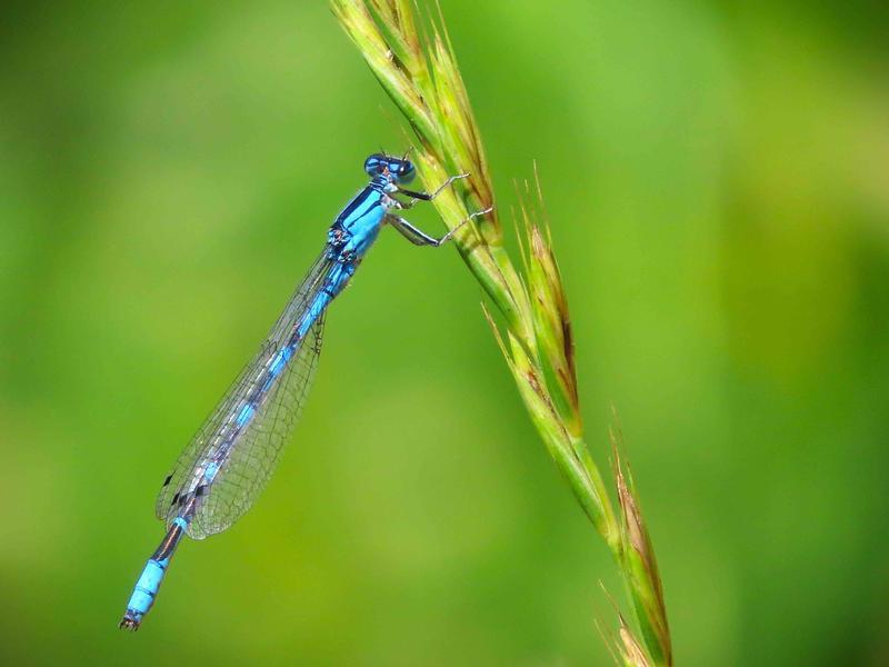 Photo of River Bluet