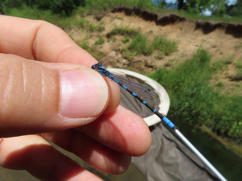 Photo of River Bluet