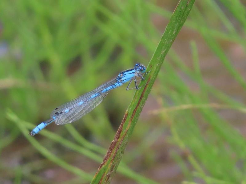 Photo of River Bluet