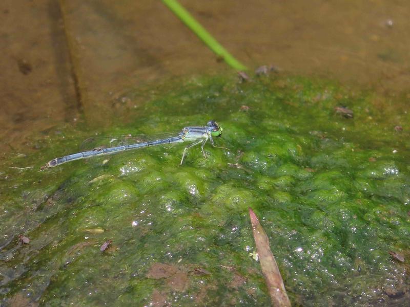 Photo of Eastern Forktail