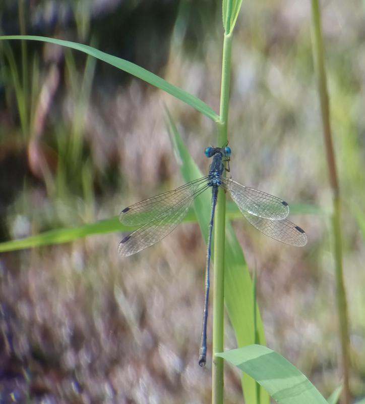 Photo of Slender Spreadwing