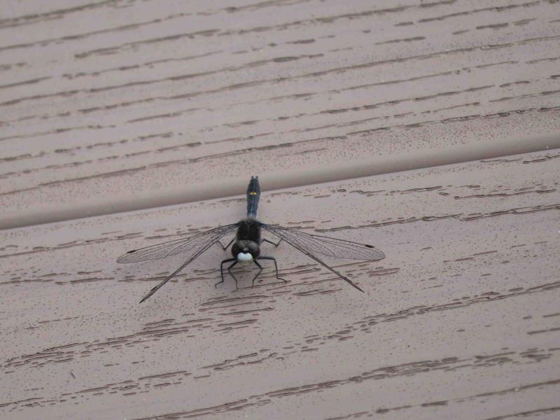 Photo of Dot-tailed Whiteface