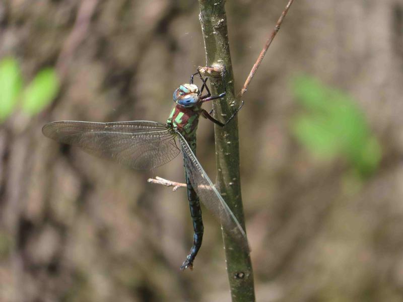 Photo of Cyrano Darner