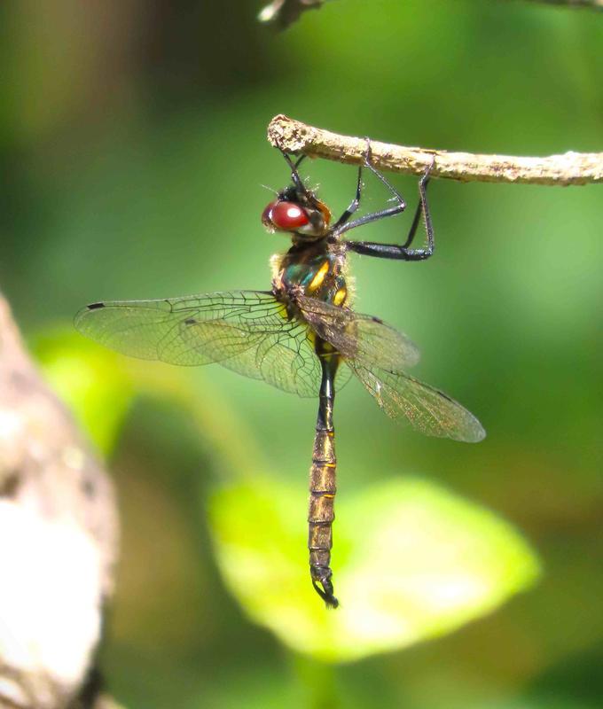 Photo of Brush-tipped Emerald