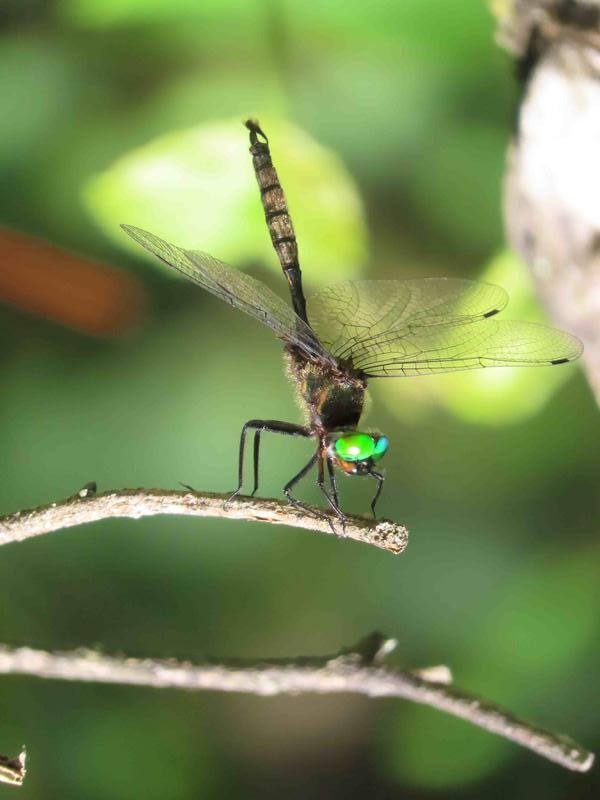 Photo of Brush-tipped Emerald