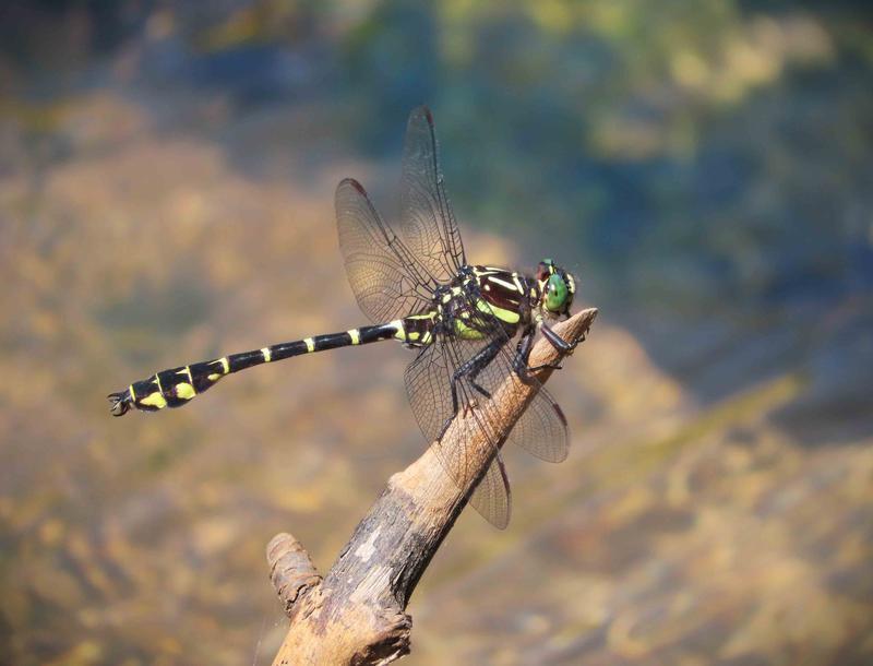 Photo of Zebra Clubtail
