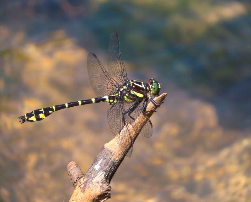 Photo of Zebra Clubtail