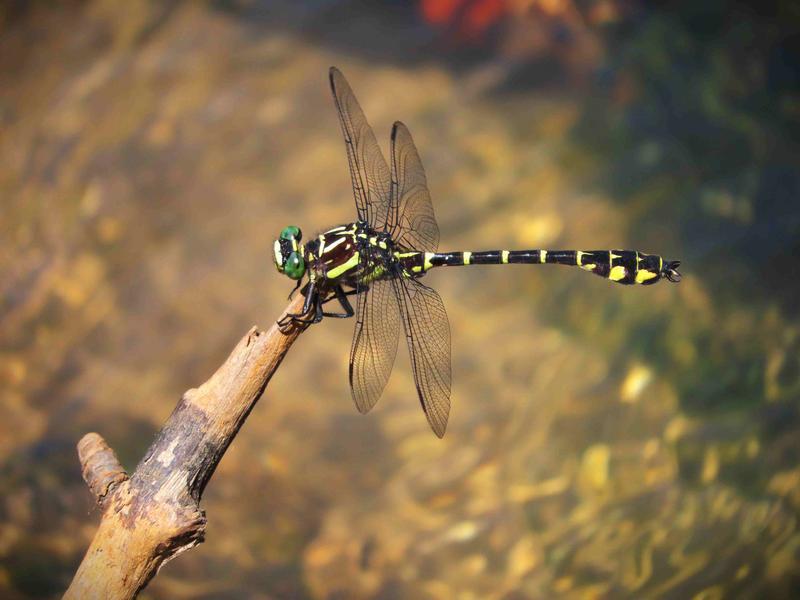 Photo of Zebra Clubtail