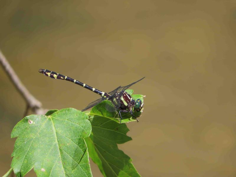 Photo of Zebra Clubtail