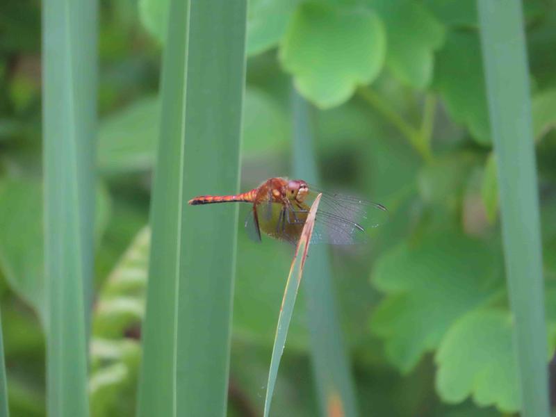 Photo of Band-winged Meadowhawk