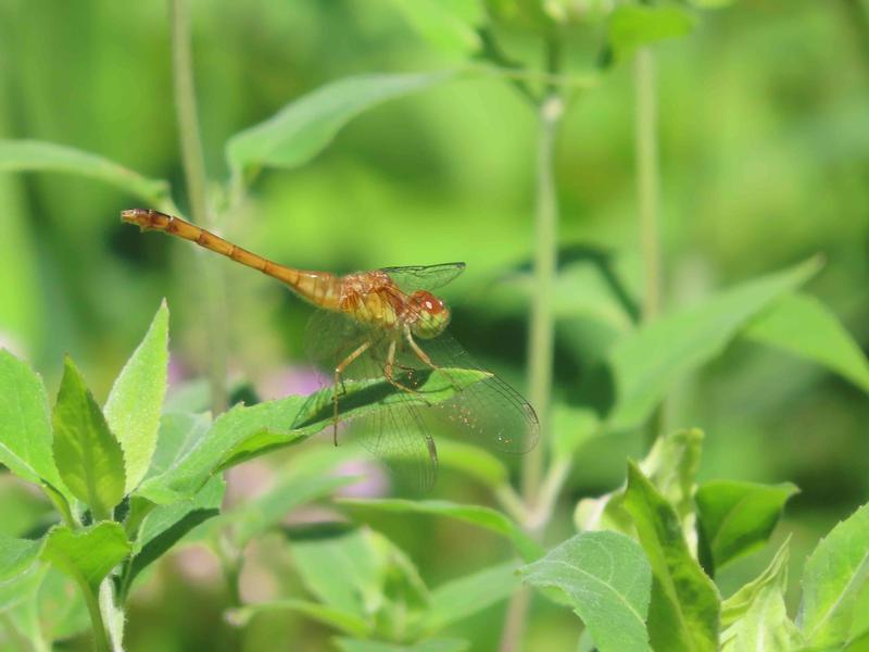 Photo of Autumn Meadowhawk