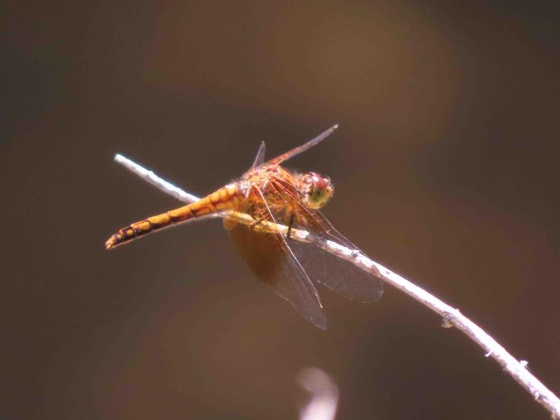 Photo of Band-winged Meadowhawk