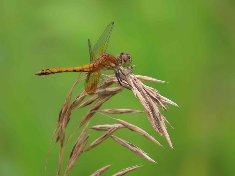 Photo of Band-winged Meadowhawk