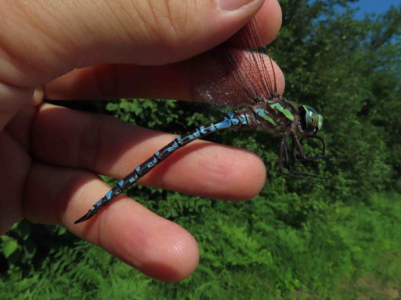 Photo of Green-striped Darner