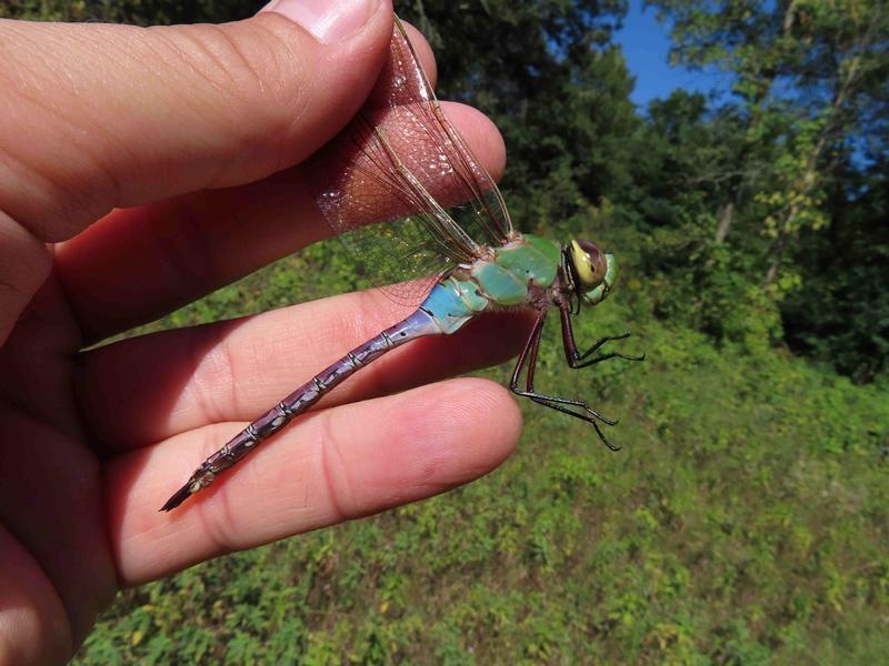 Photo of Common Green Darner