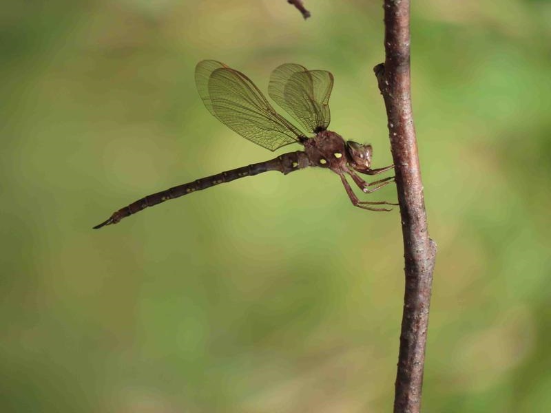 Photo of Fawn Darner