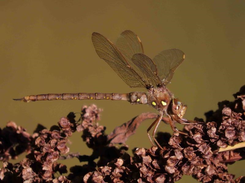 Photo of Fawn Darner