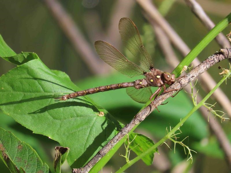 Photo of Fawn Darner