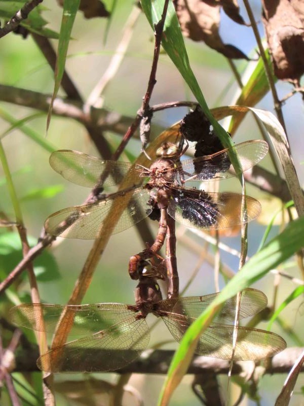 Photo of Fawn Darner